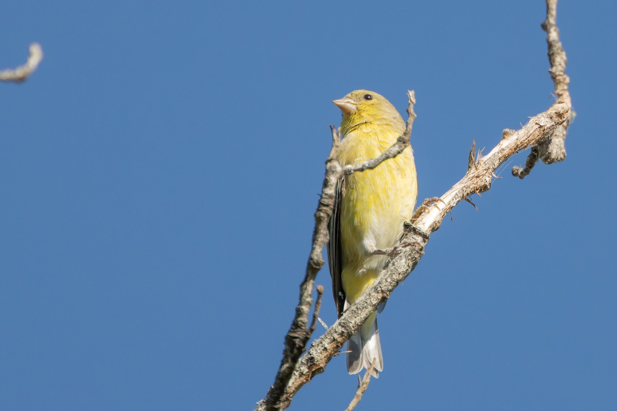 Lesser Goldfinch - ML641967538