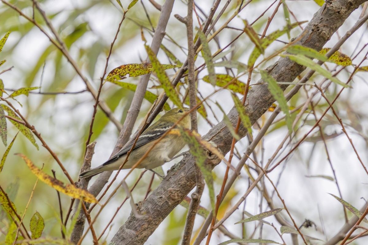 Bay-breasted Warbler - ML641967542