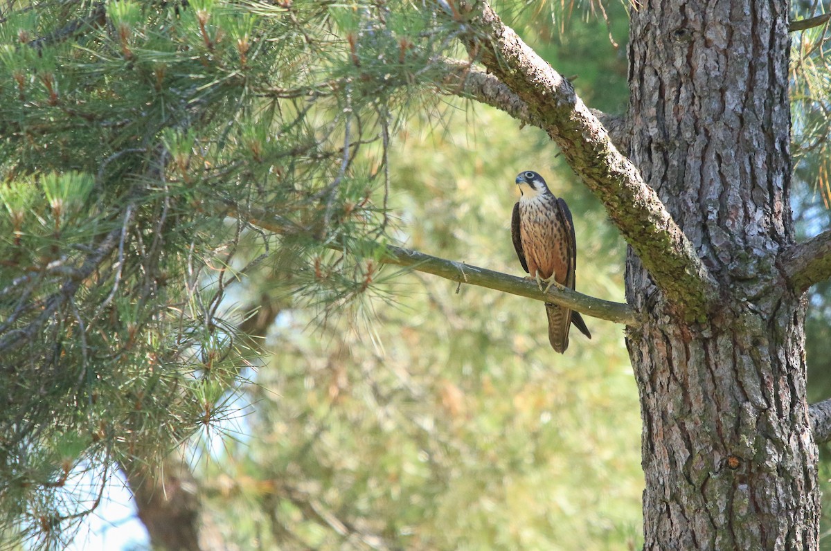 Eleonora's Falcon - ML641967546