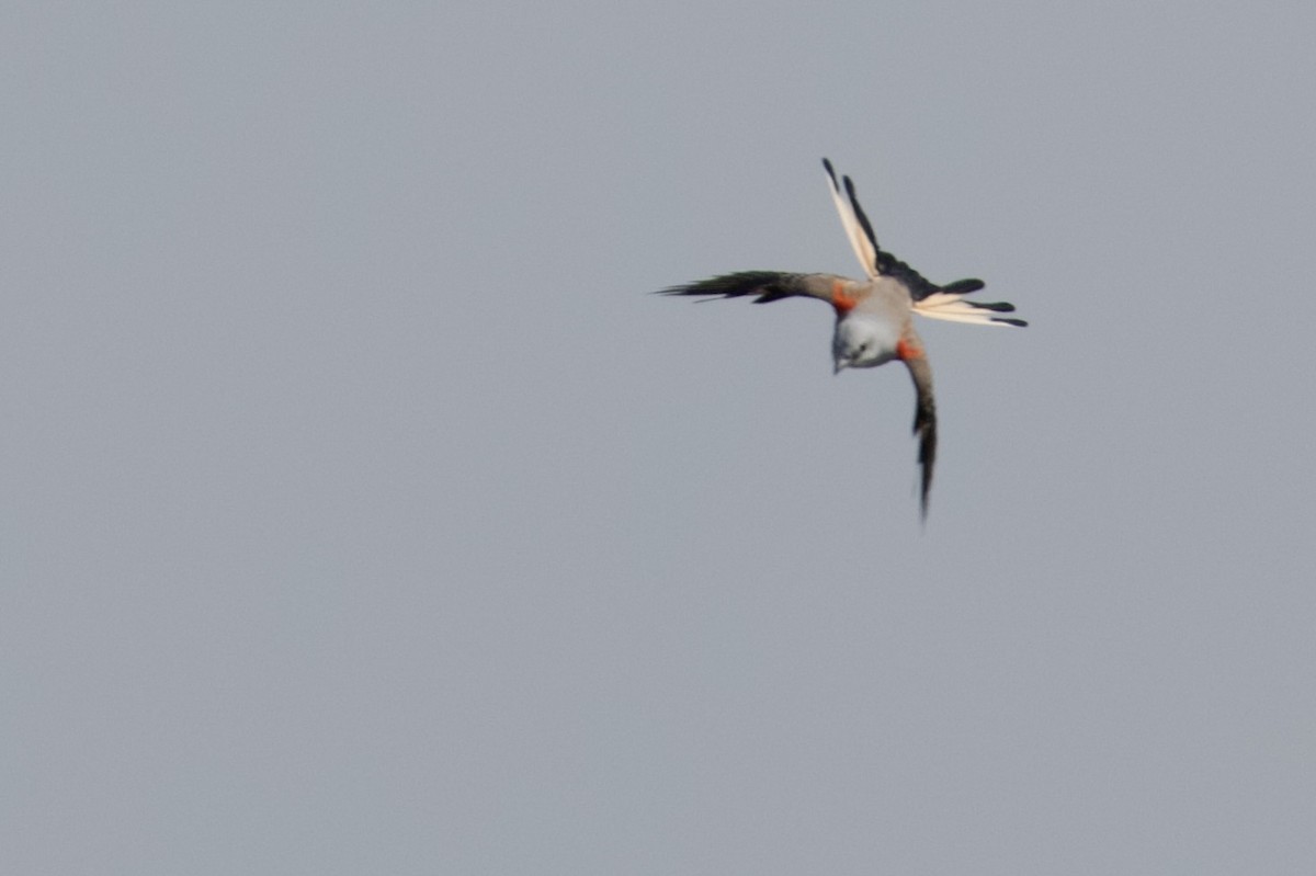 Scissor-tailed Flycatcher - ML641967548