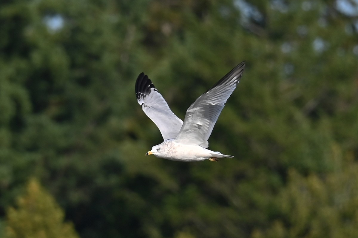 Ring-billed Gull - ML641967550