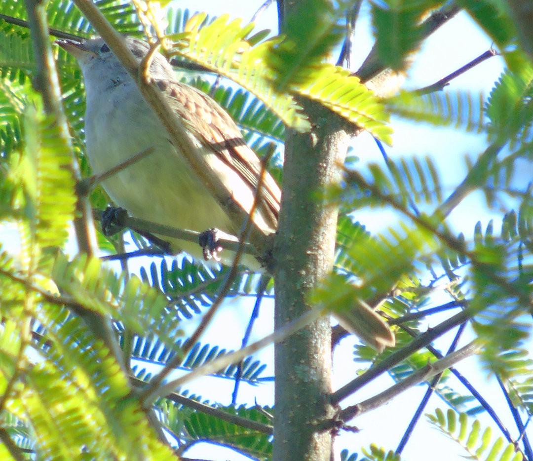 Southern Beardless-Tyrannulet - ML641967551