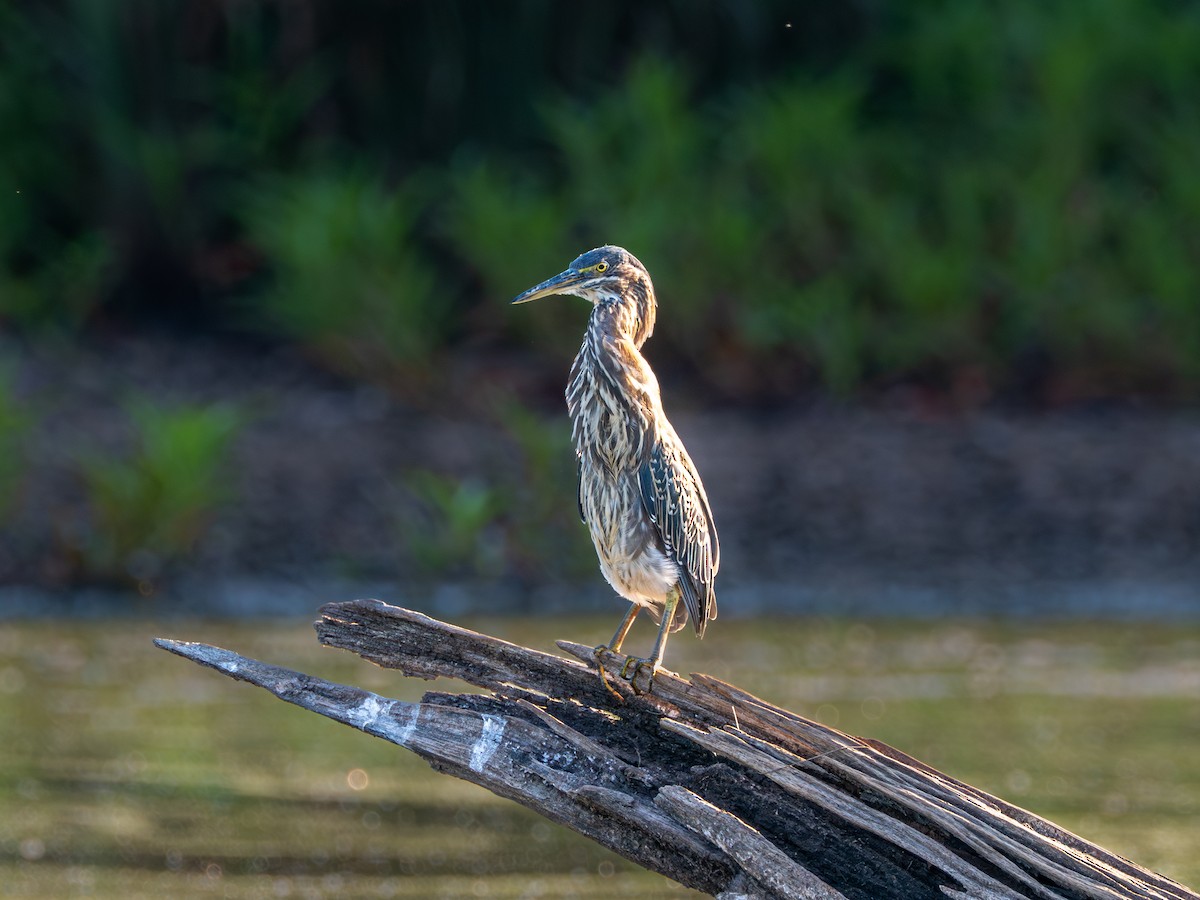Green Heron - ML641967553
