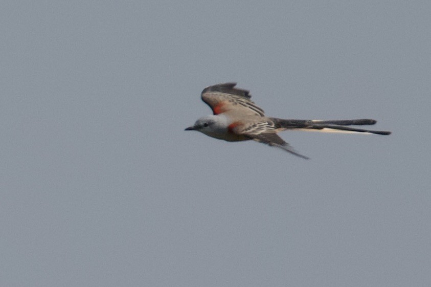 Scissor-tailed Flycatcher - ML641967554