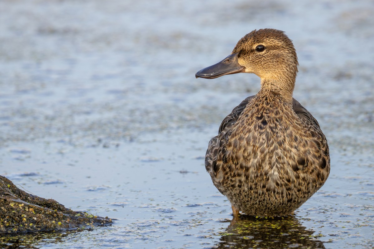 Blue-winged Teal - ML641967556