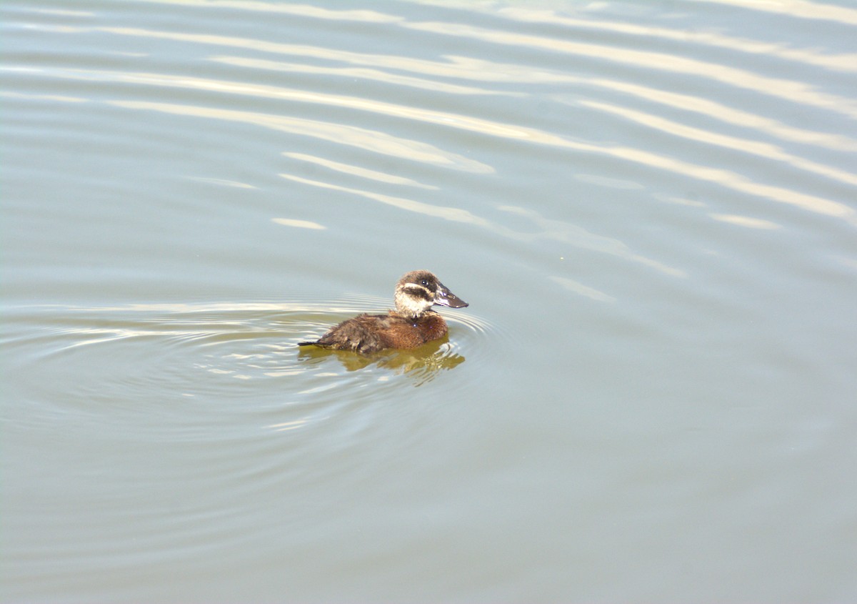 White-headed Duck - ML641967557
