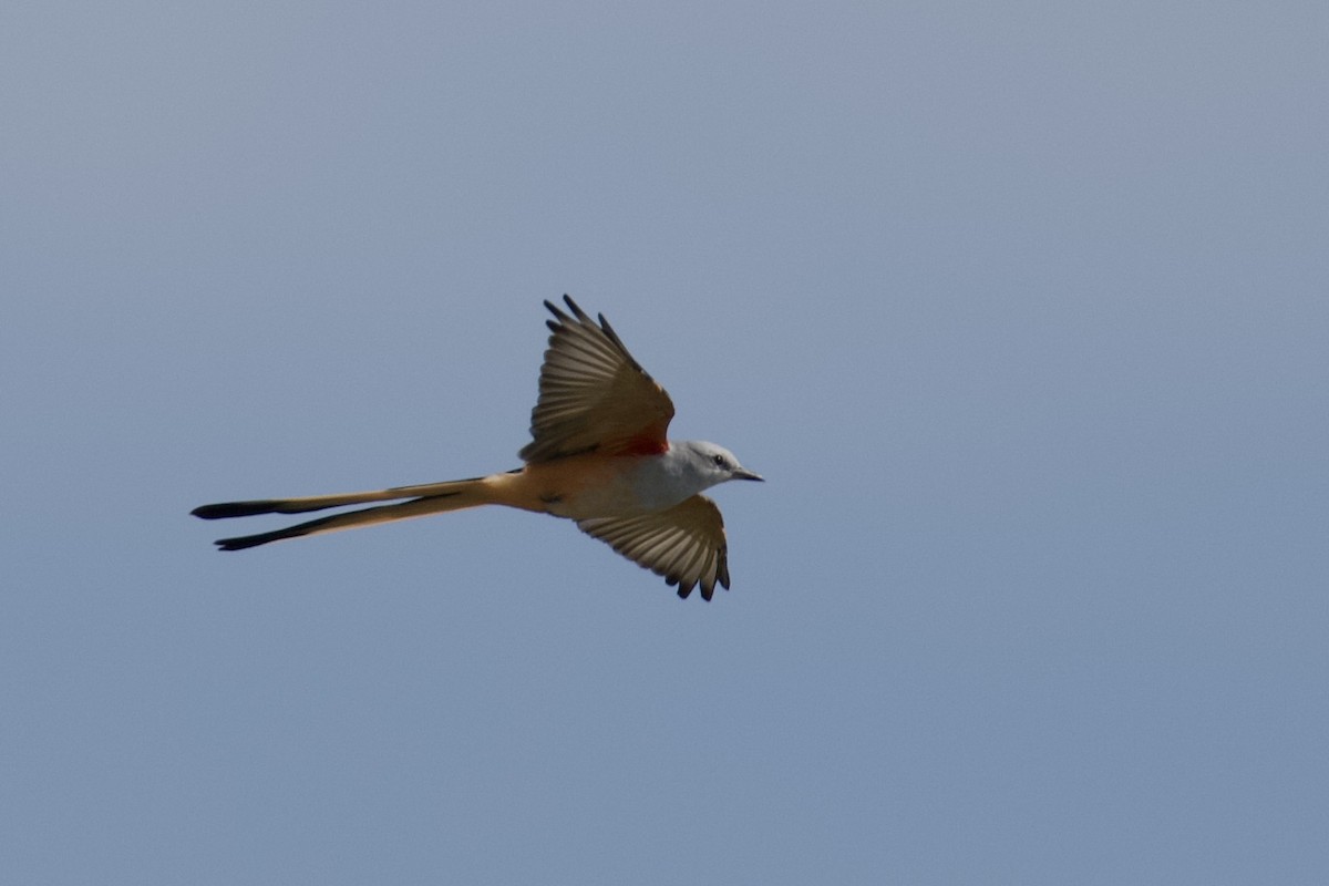 Scissor-tailed Flycatcher - ML641967558