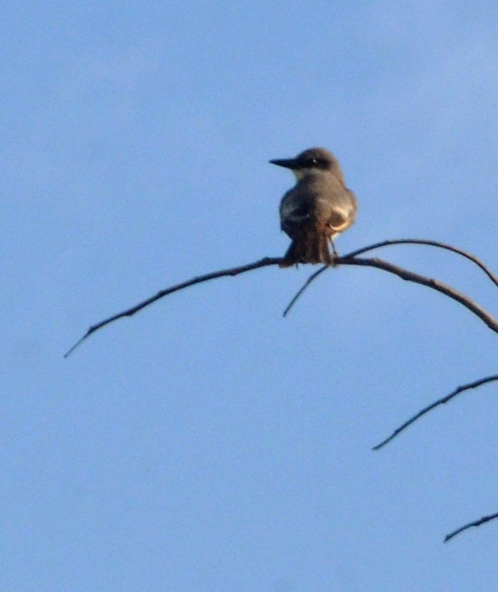 Gray Kingbird - ML641967559