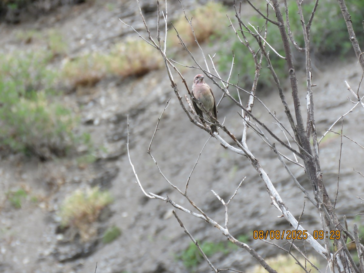 Cassin's Finch - ML641967561