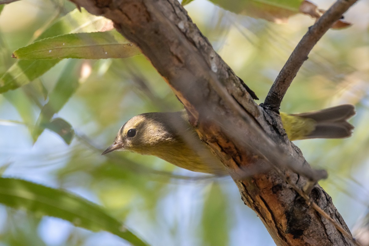 Orange-crowned Warbler - ML641967566