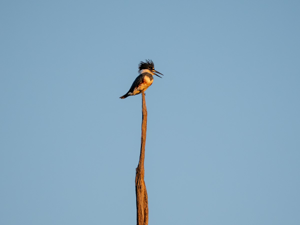 Belted Kingfisher - ML641967569