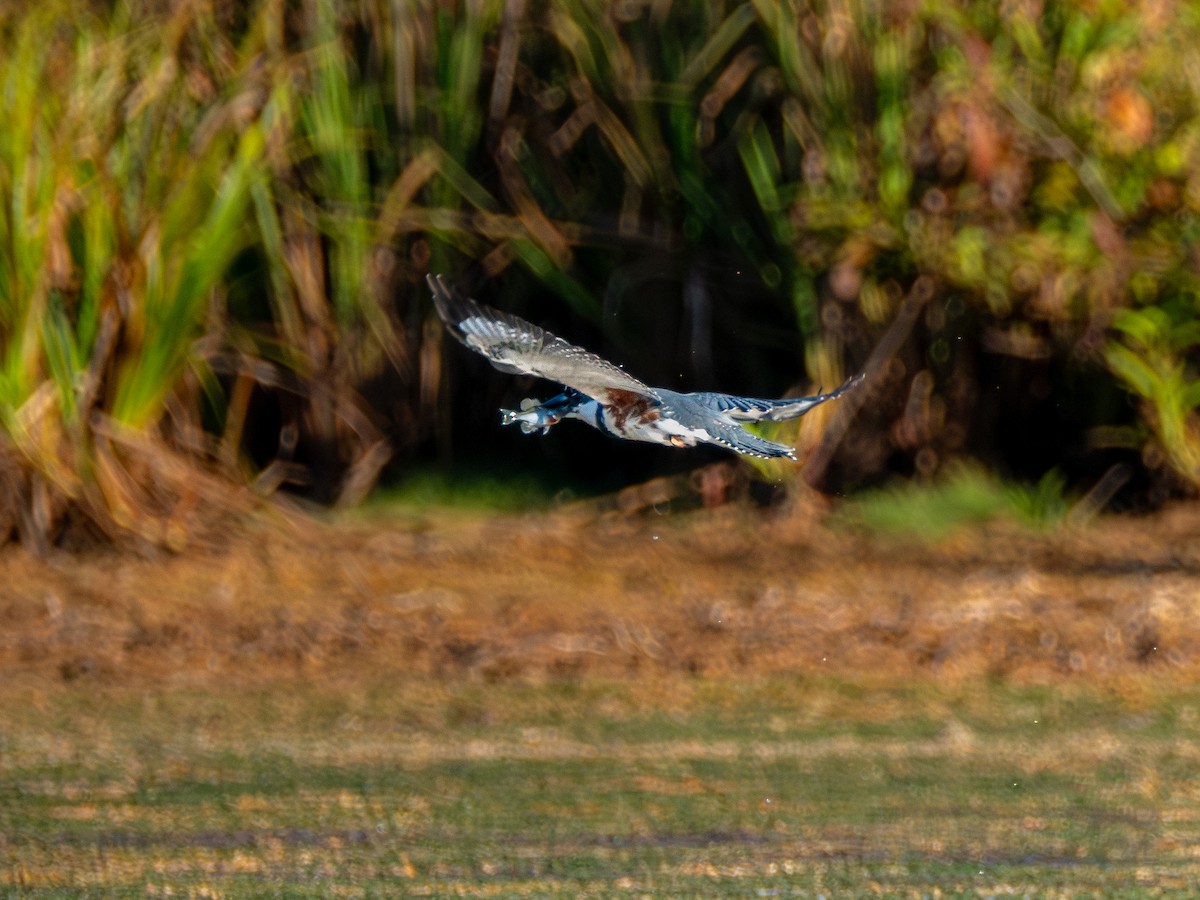 Belted Kingfisher - ML641967570