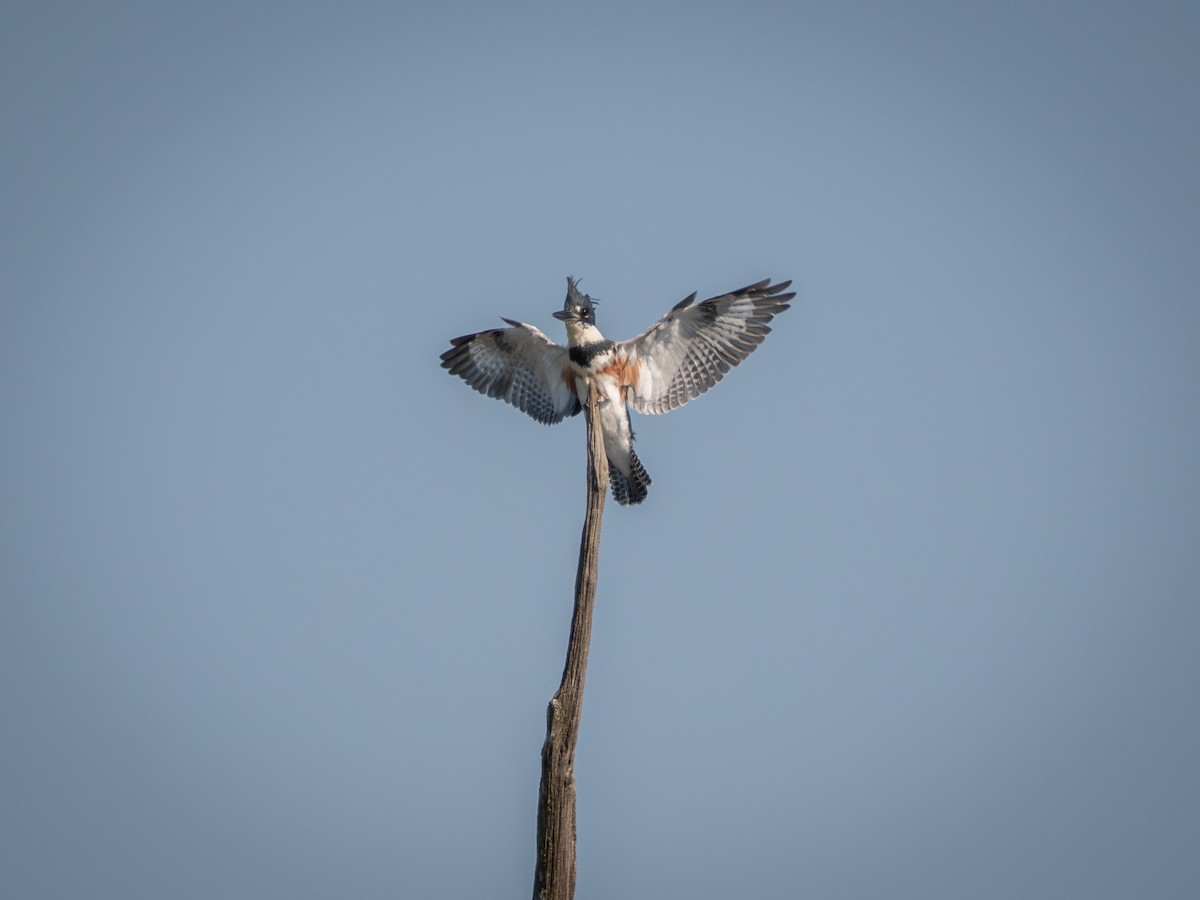 Belted Kingfisher - ML641967572