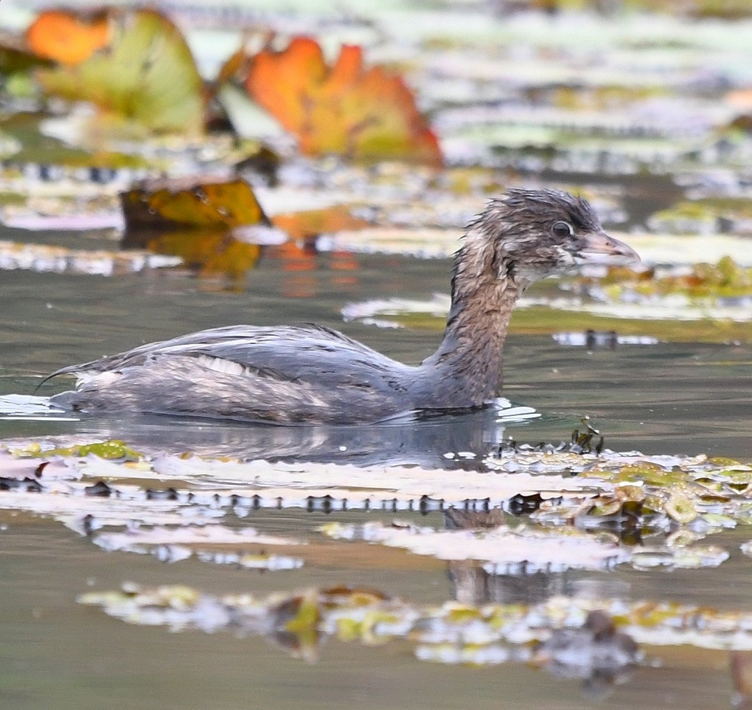 Pied-billed Grebe - ML641967574