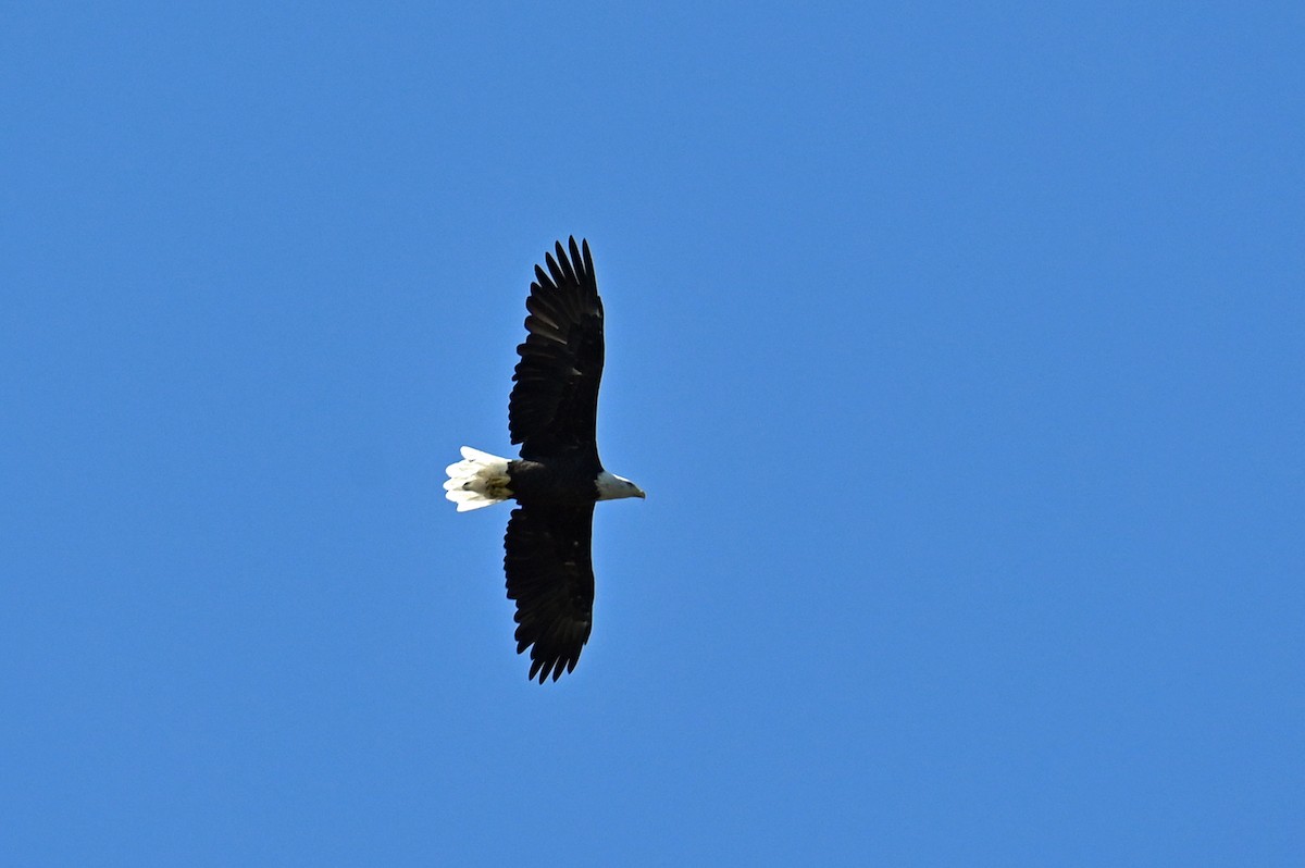 Bald Eagle - ML641967575