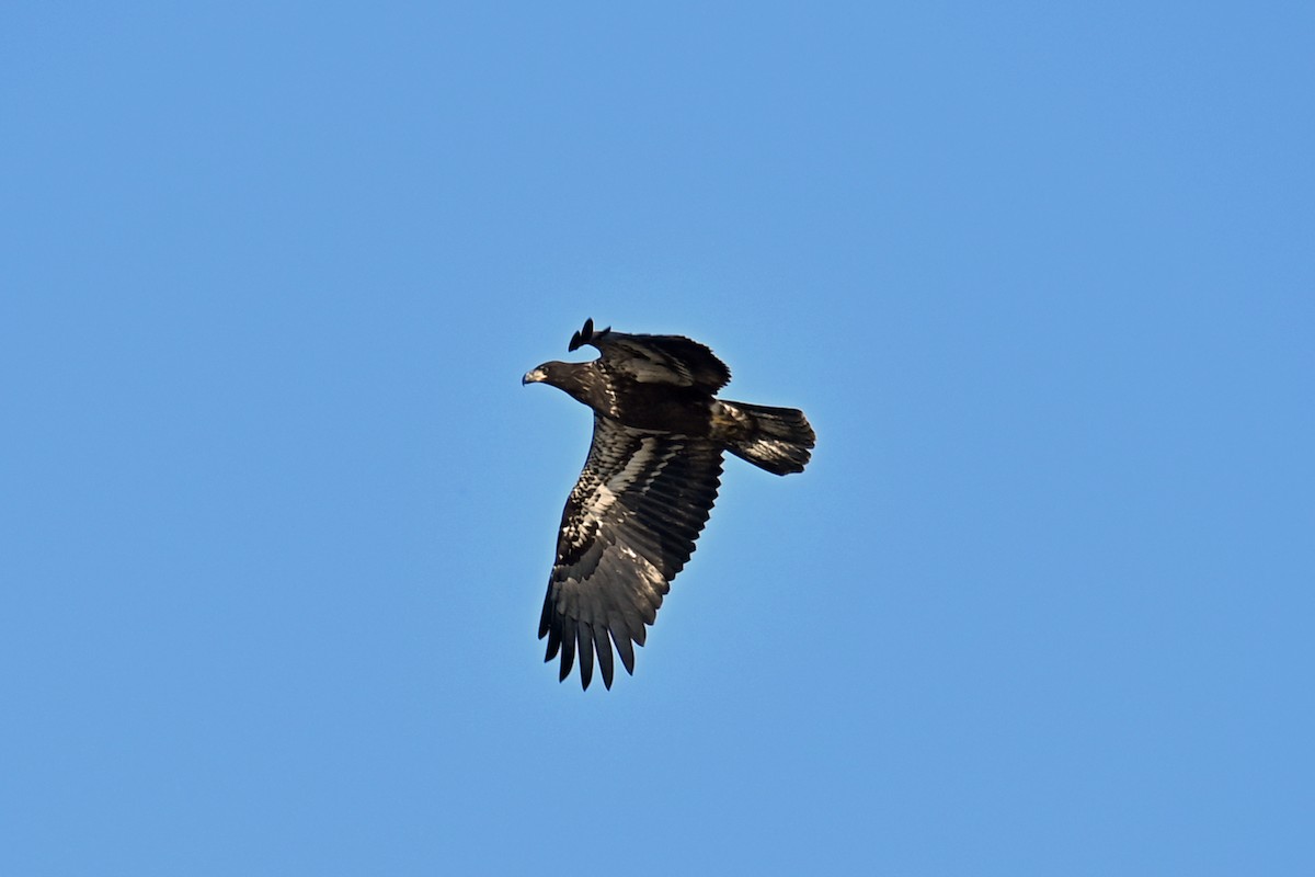 Bald Eagle - ML641967577