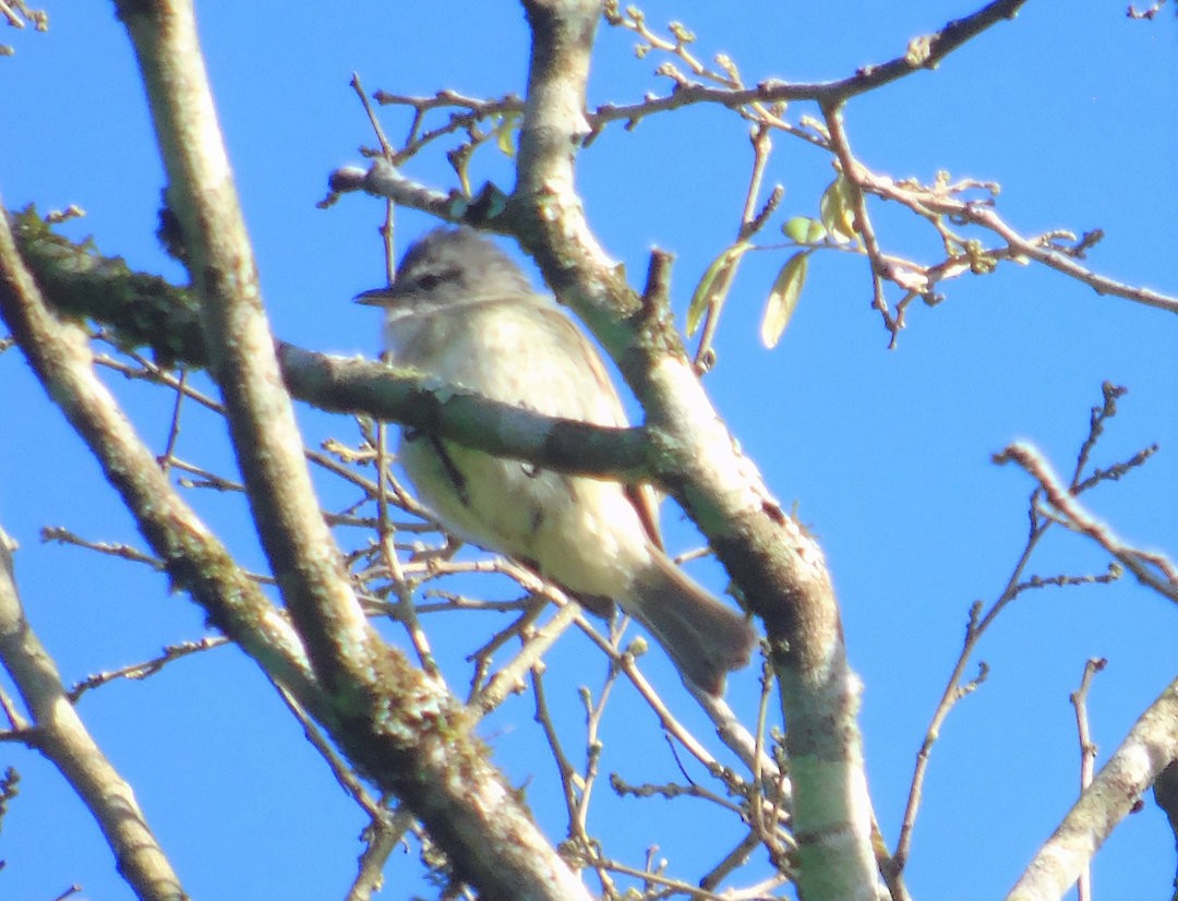 Southern Beardless-Tyrannulet - ML641967584