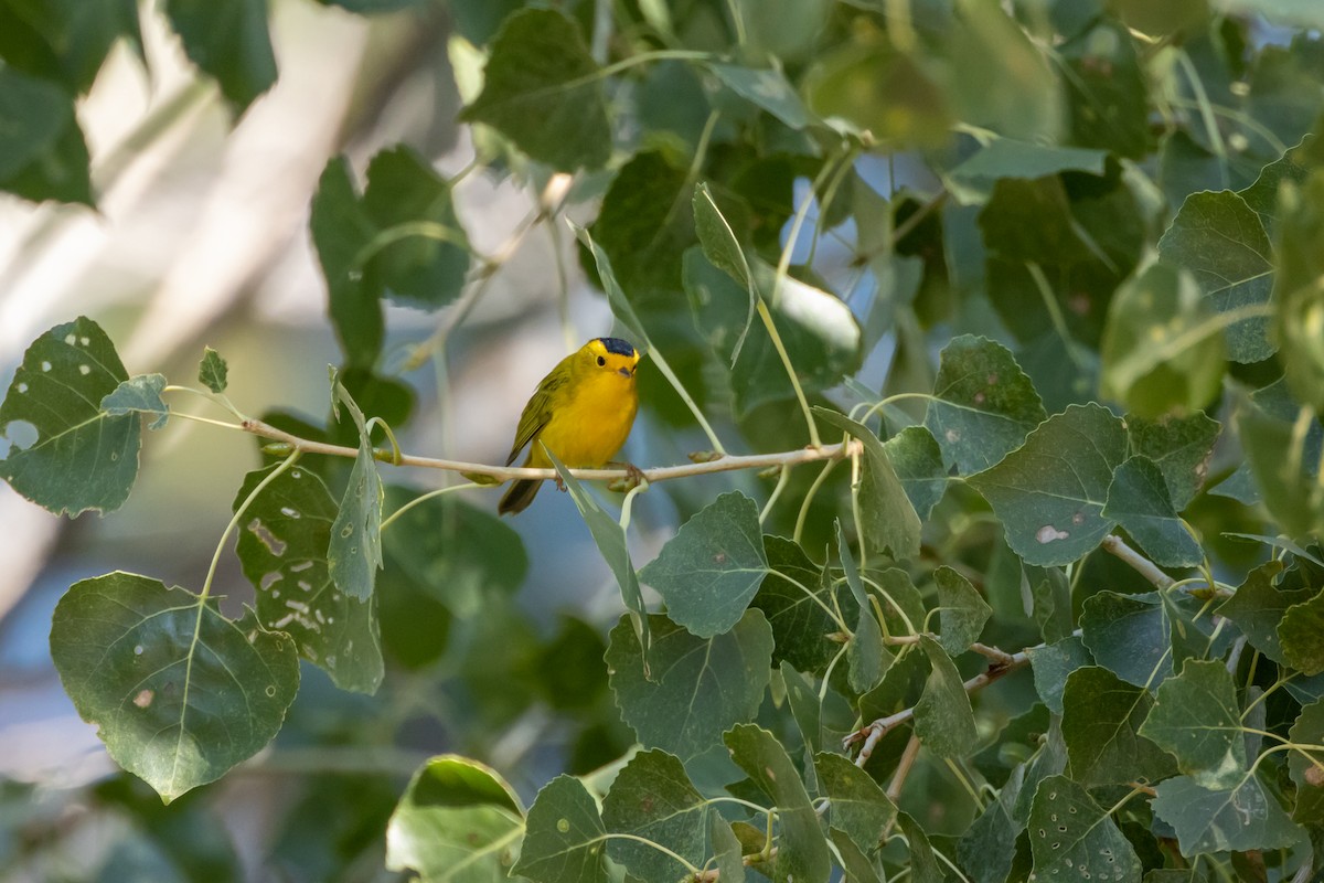 kalottparula - ML641967596