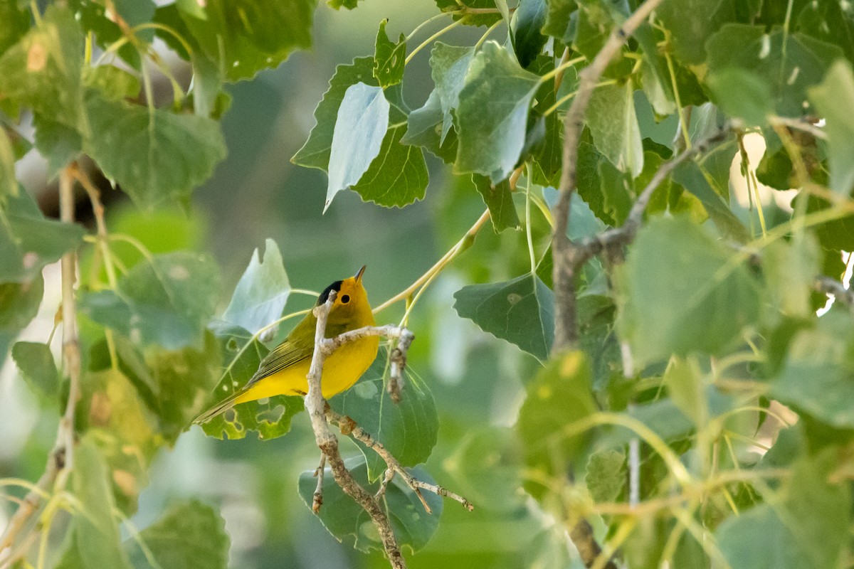 kalottparula - ML641967597