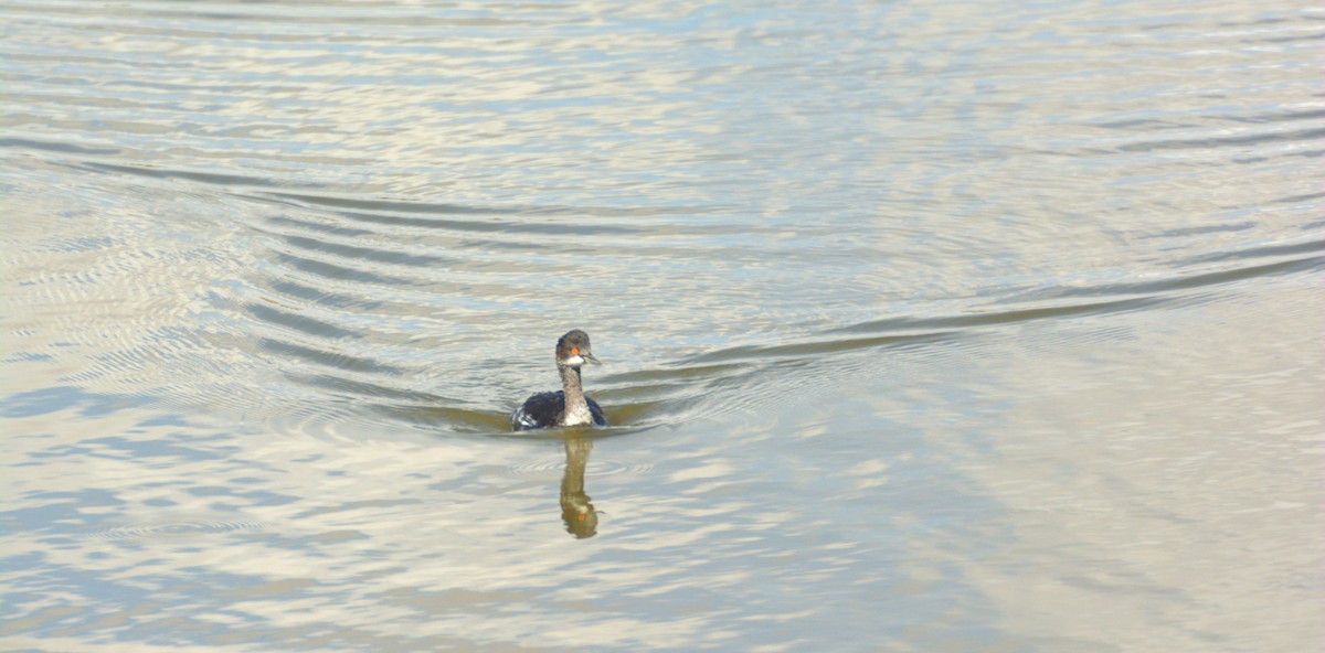 Eared Grebe - ML641967607