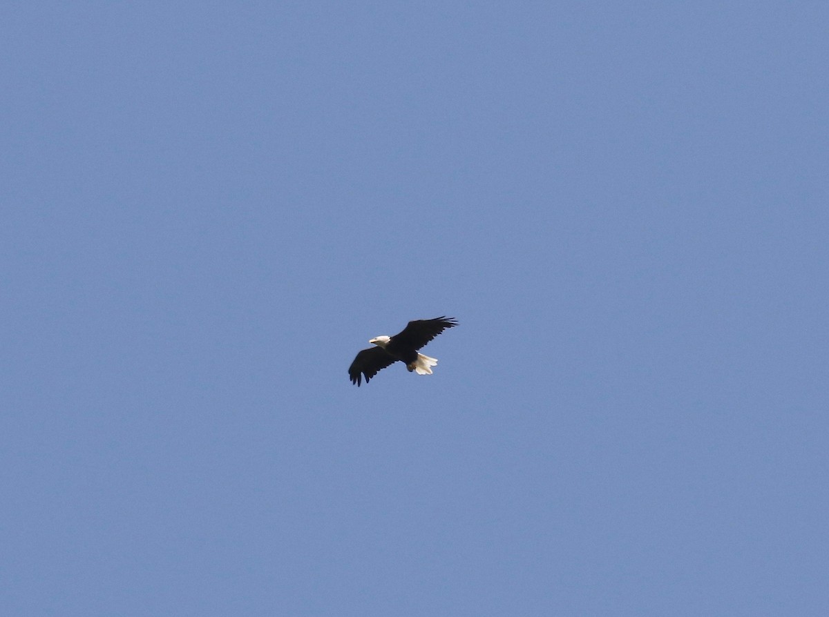 Bald Eagle - ML641967611