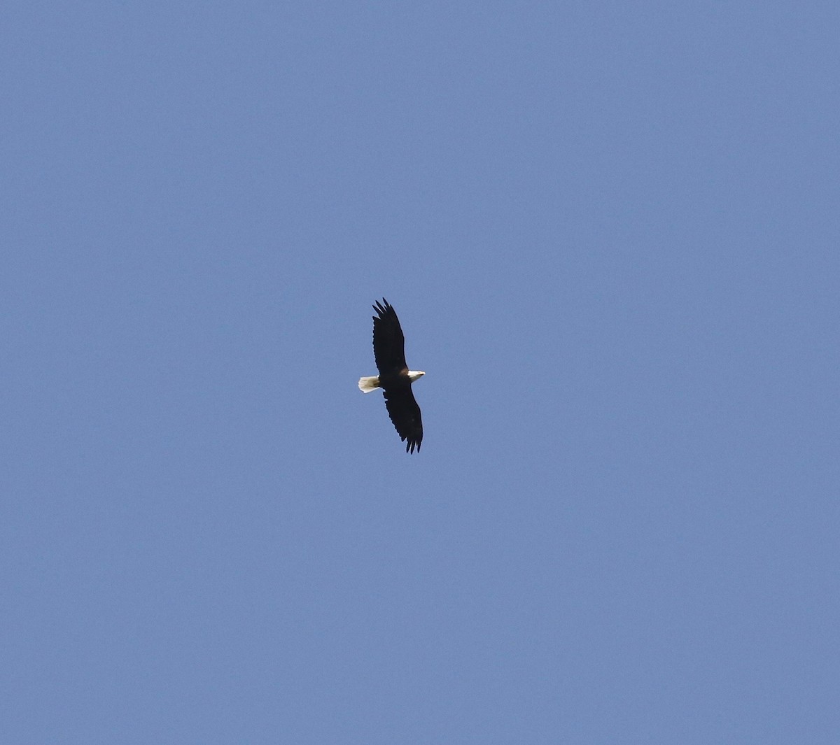 Bald Eagle - ML641967612