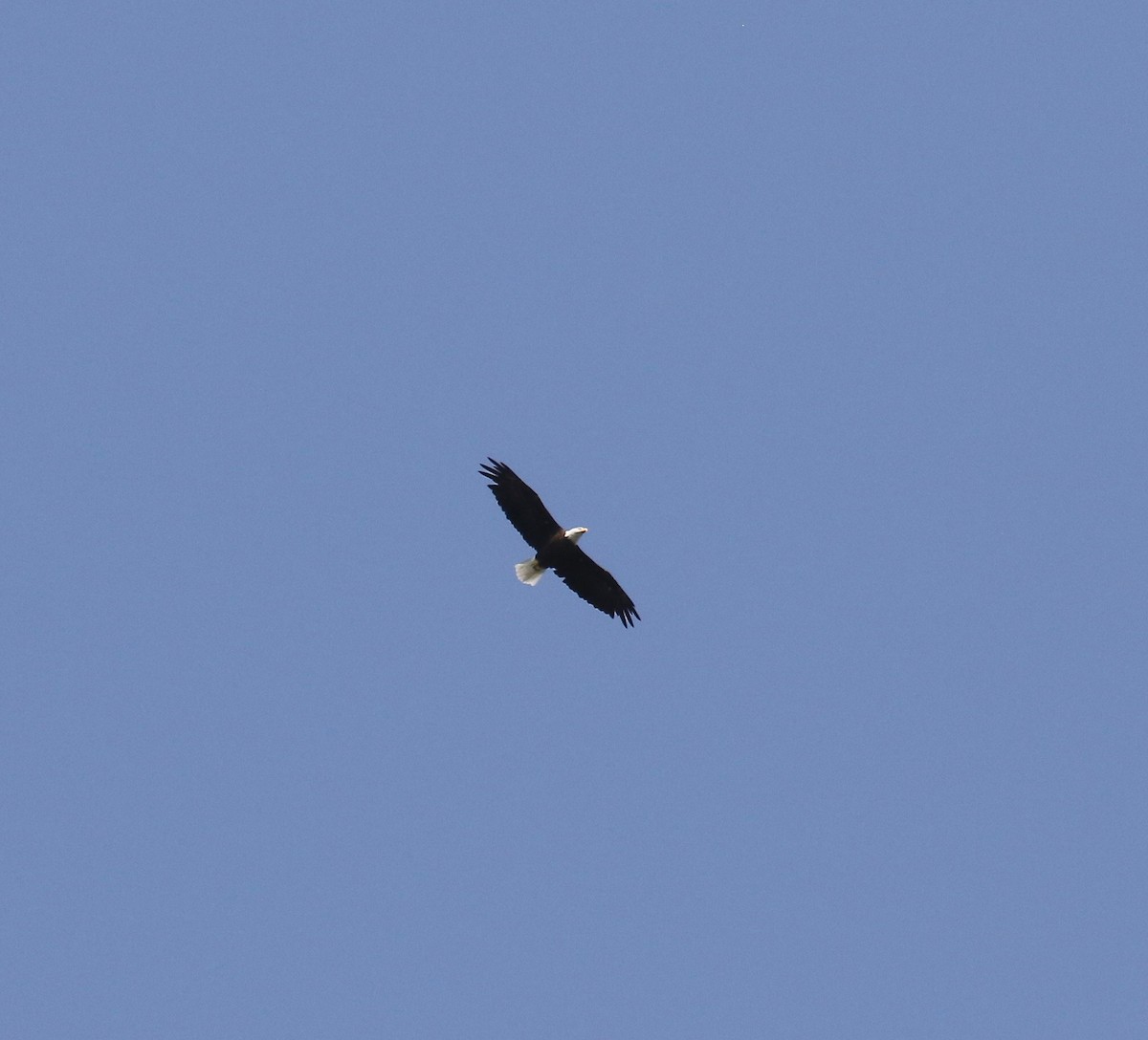 Bald Eagle - ML641967613