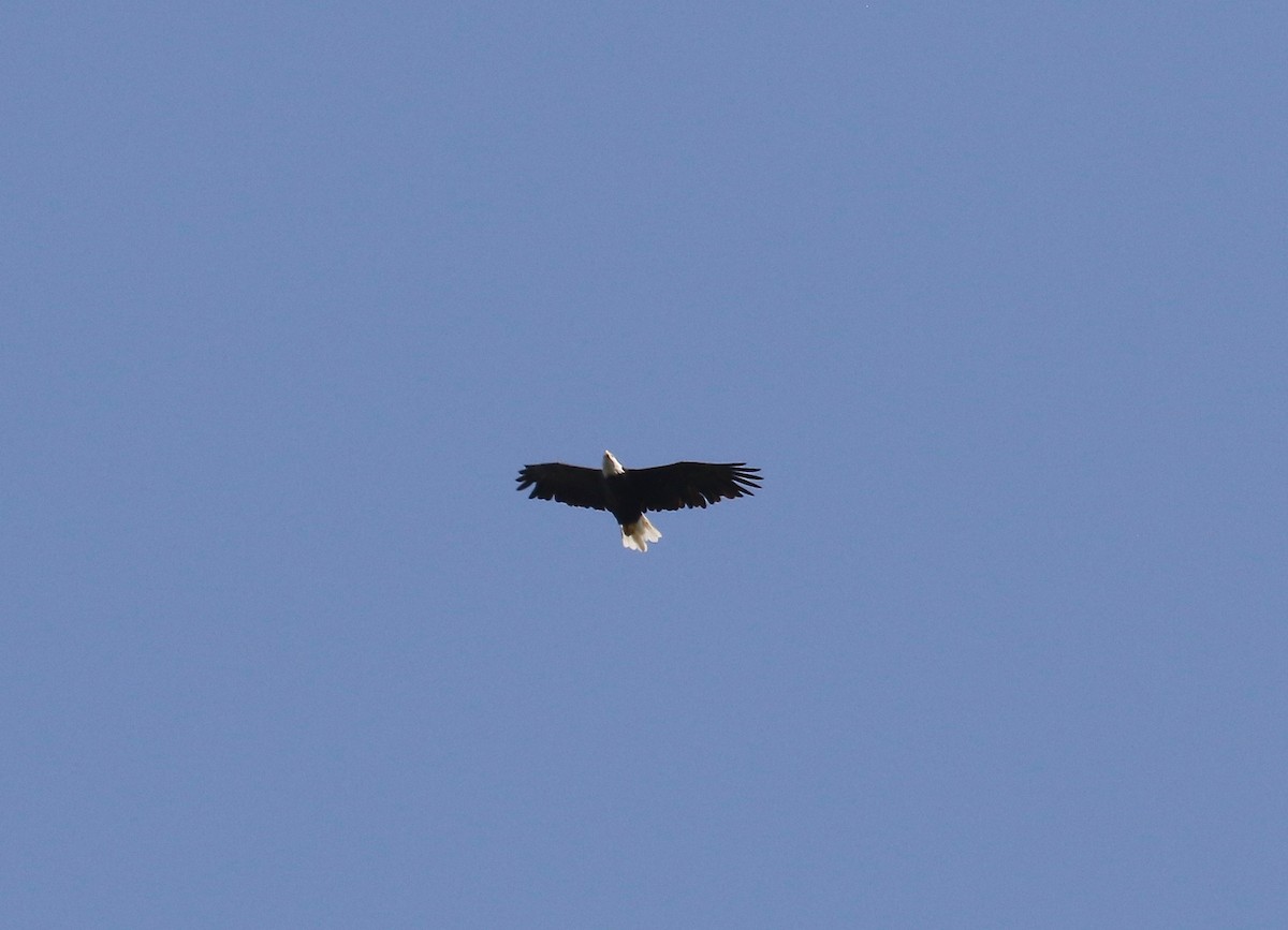 Bald Eagle - ML641967614