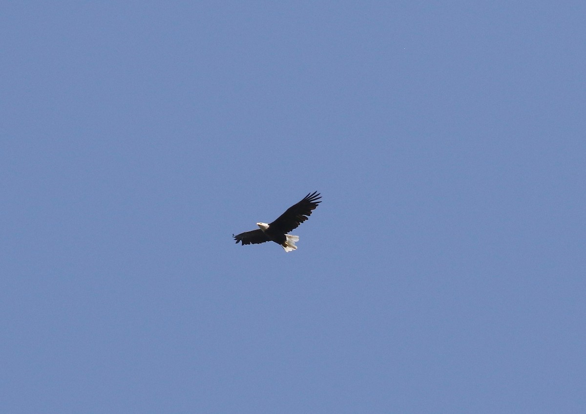 Bald Eagle - ML641967615