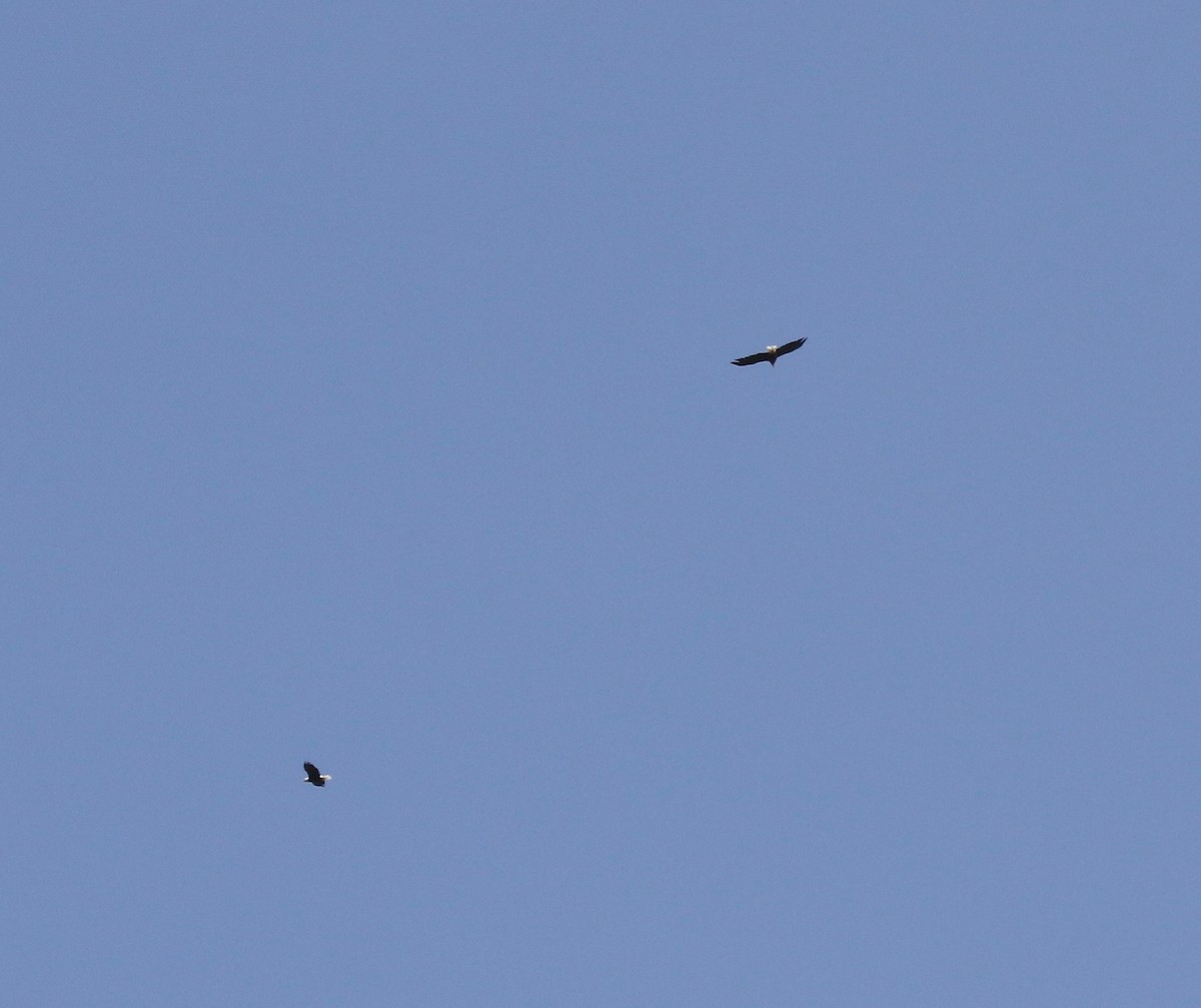Bald Eagle - ML641967616