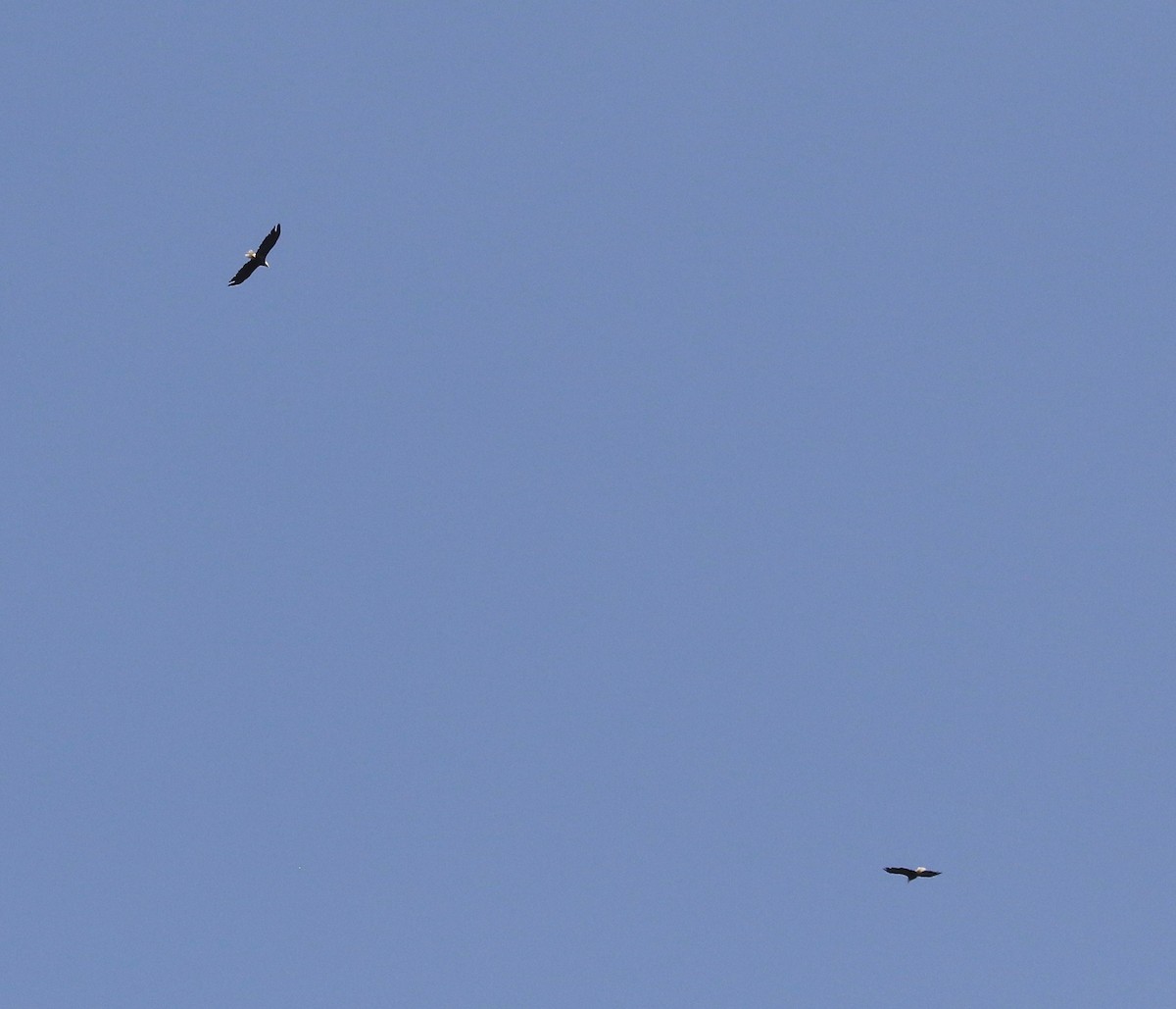 Bald Eagle - ML641967618