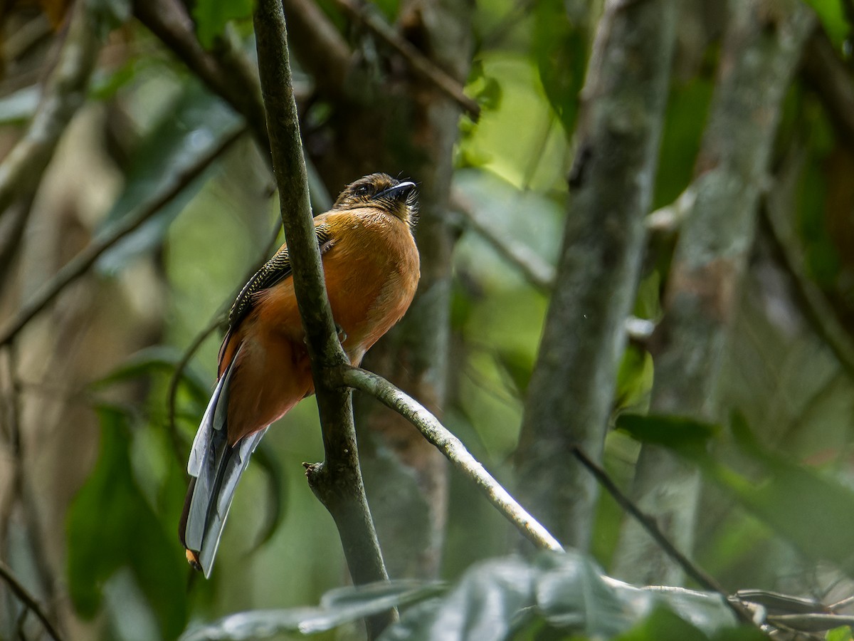 Scarlet-rumped Trogon - ML641967621