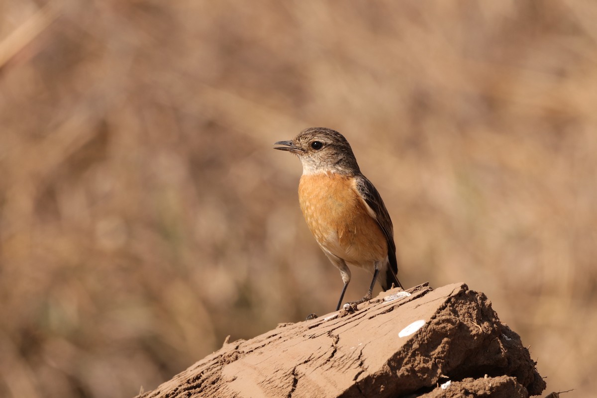 African Stonechat (African) - ML641967640