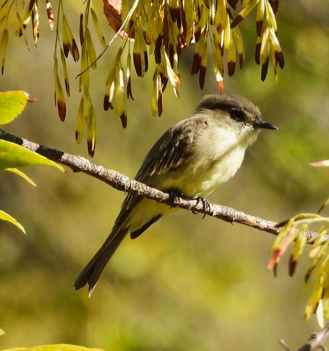 Eastern Phoebe - ML641967646