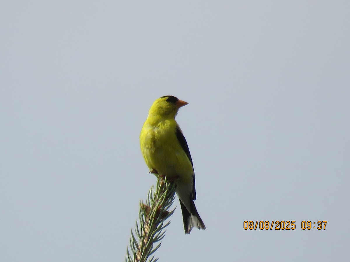 Chardonneret jaune - ML641967650