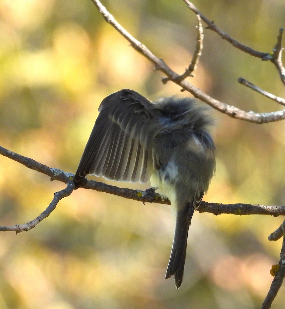 Eastern Phoebe - ML641967662