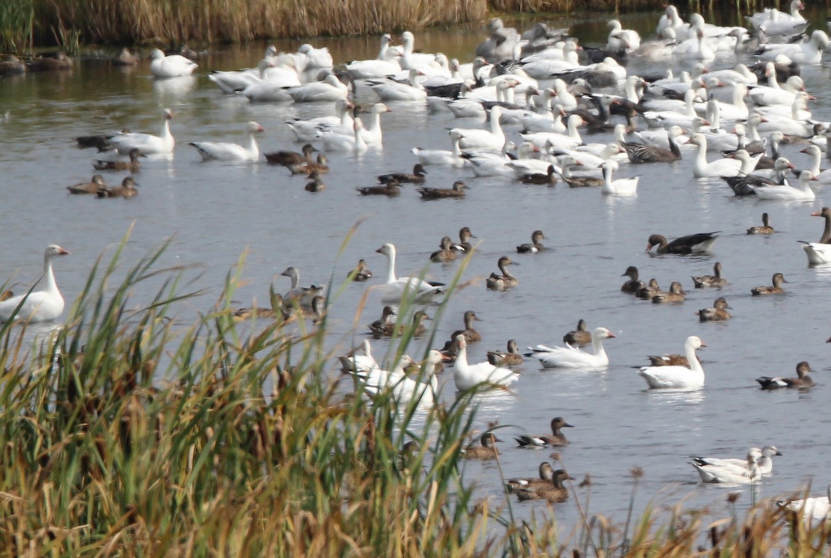 American Wigeon - ML641967664
