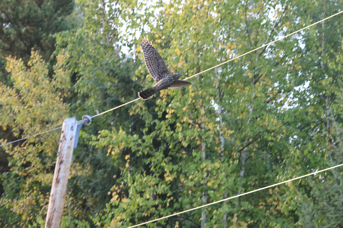 American Goshawk - ML641967673