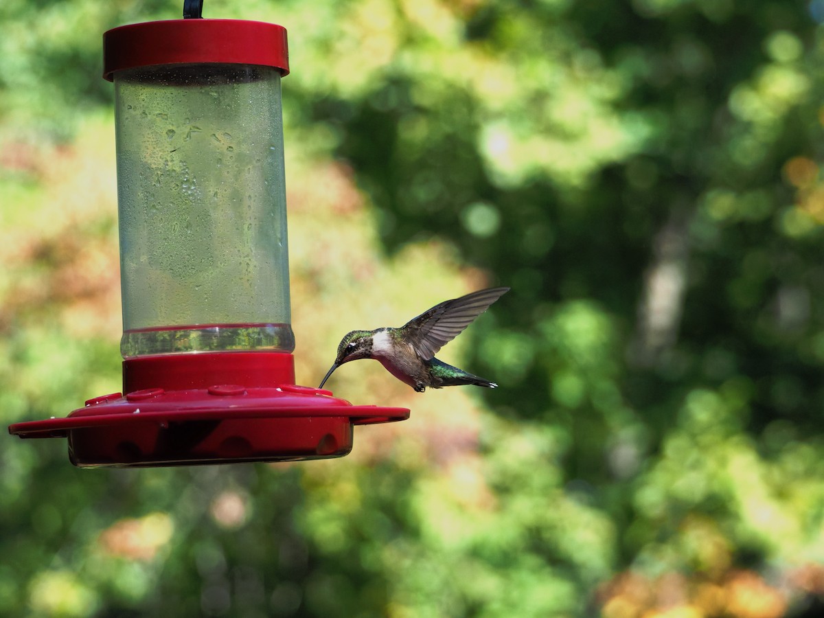 Ruby-throated Hummingbird - ML641967674