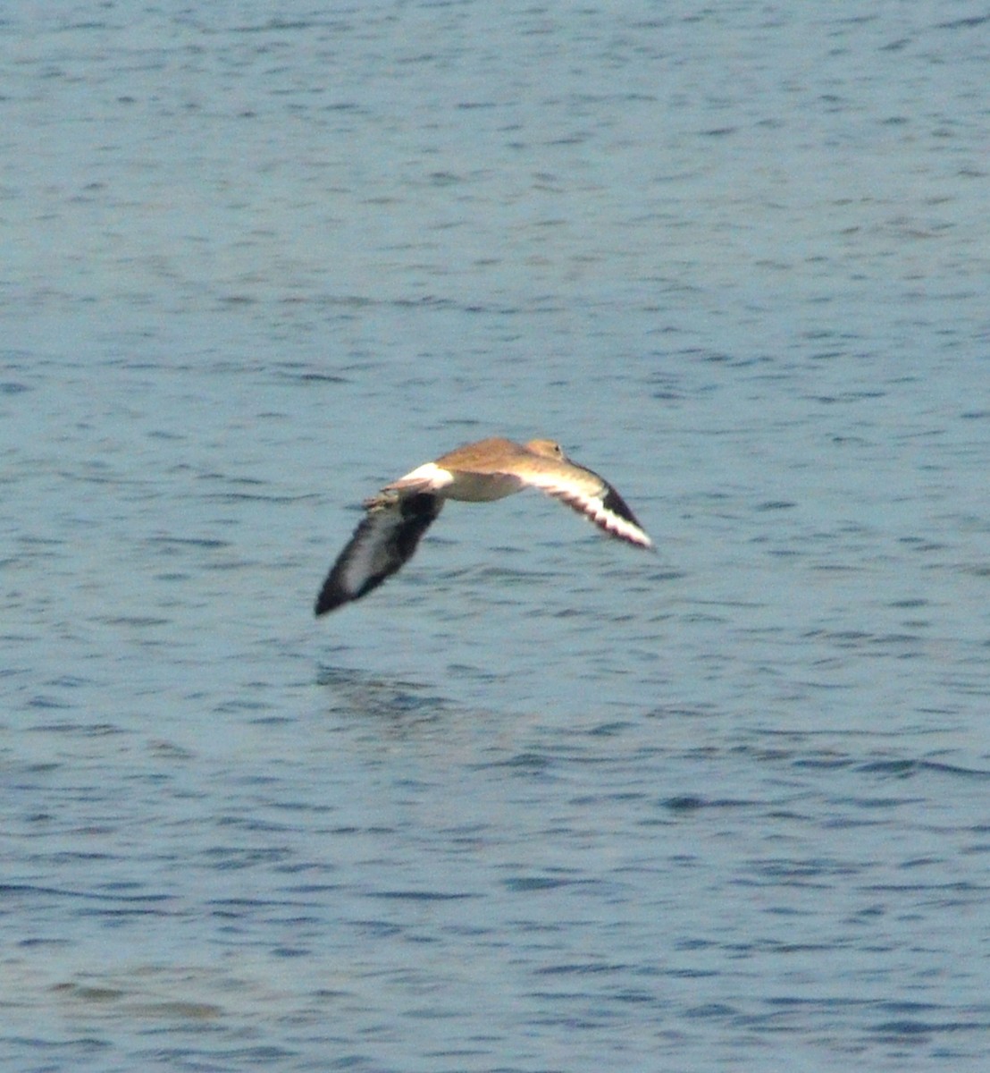 Willet - ML641967676