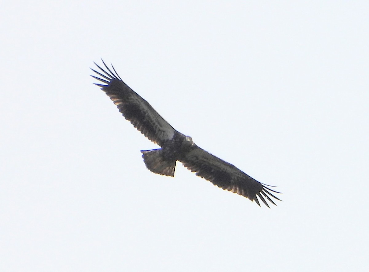 Bald Eagle - ML641967714