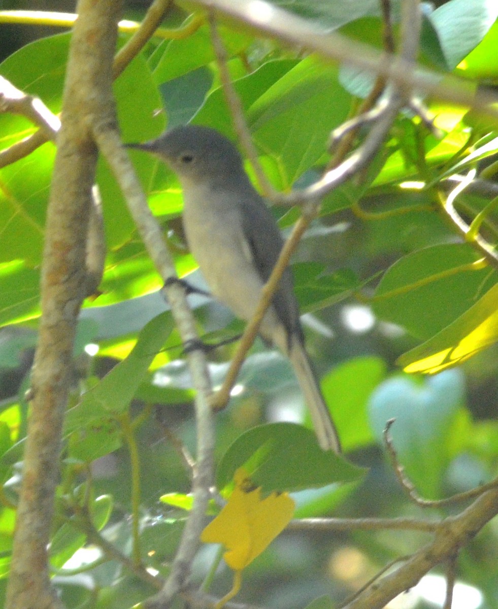 Blue-gray Gnatcatcher - ML641967715