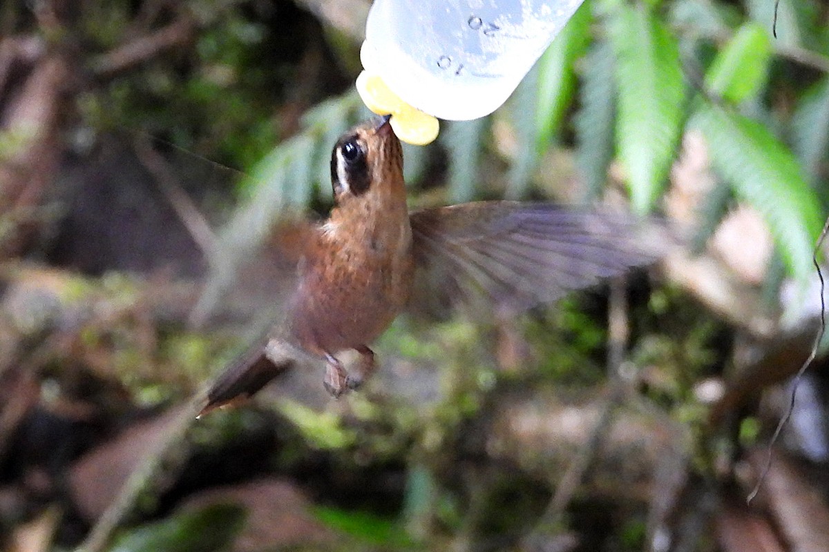 Speckled Hummingbird - ML641967719
