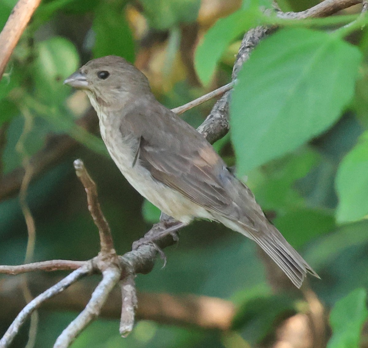 Common Rosefinch - ML641967743