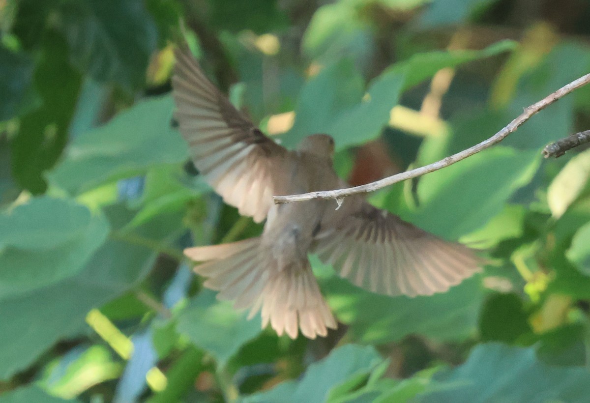 Common Rosefinch - ML641967744