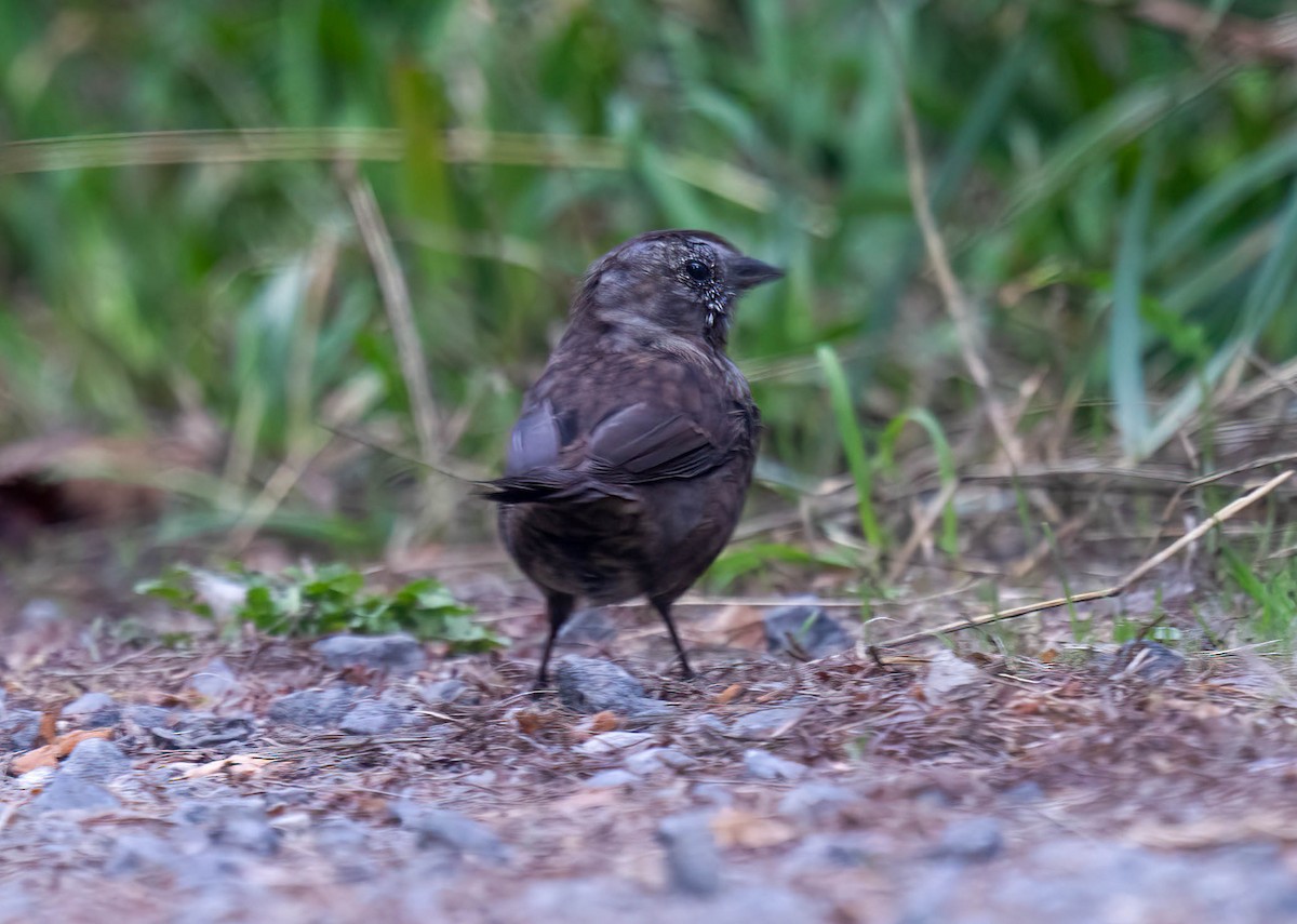 Song Sparrow - ML641967764