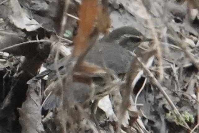 Northern Waterthrush - ML641967771