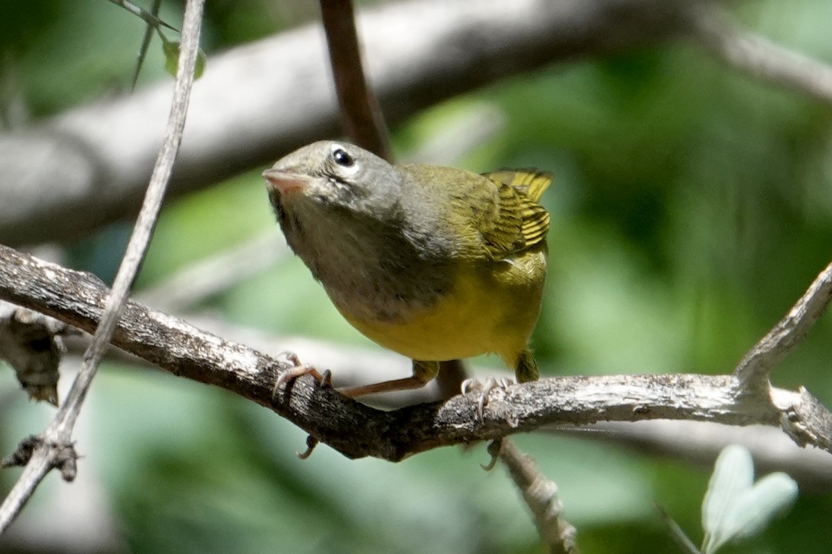 MacGillivray's Warbler - ML641967774