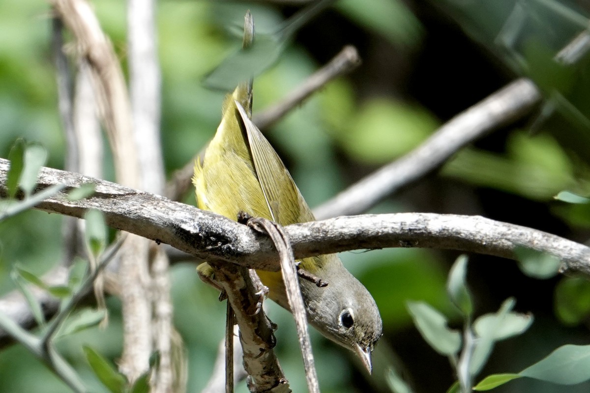 MacGillivray's Warbler - ML641967775
