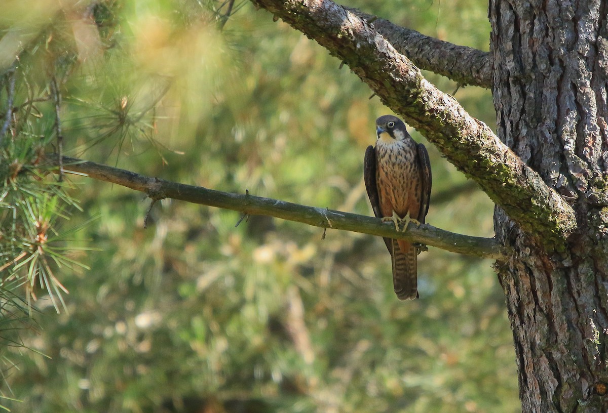 Eleonora's Falcon - ML641967788
